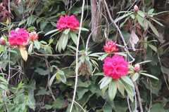 Rhododendron arboreum